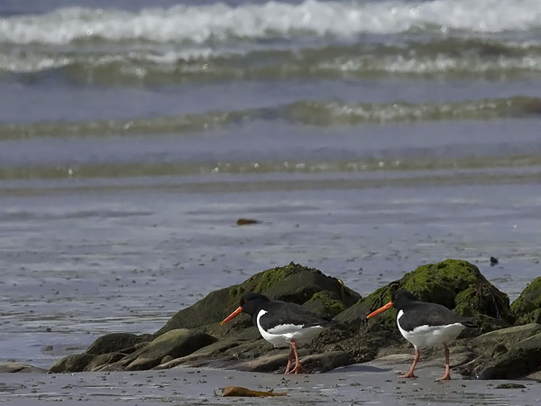 Meriharakka, Eurasian Oystercatcher, Haematopus ostralegus